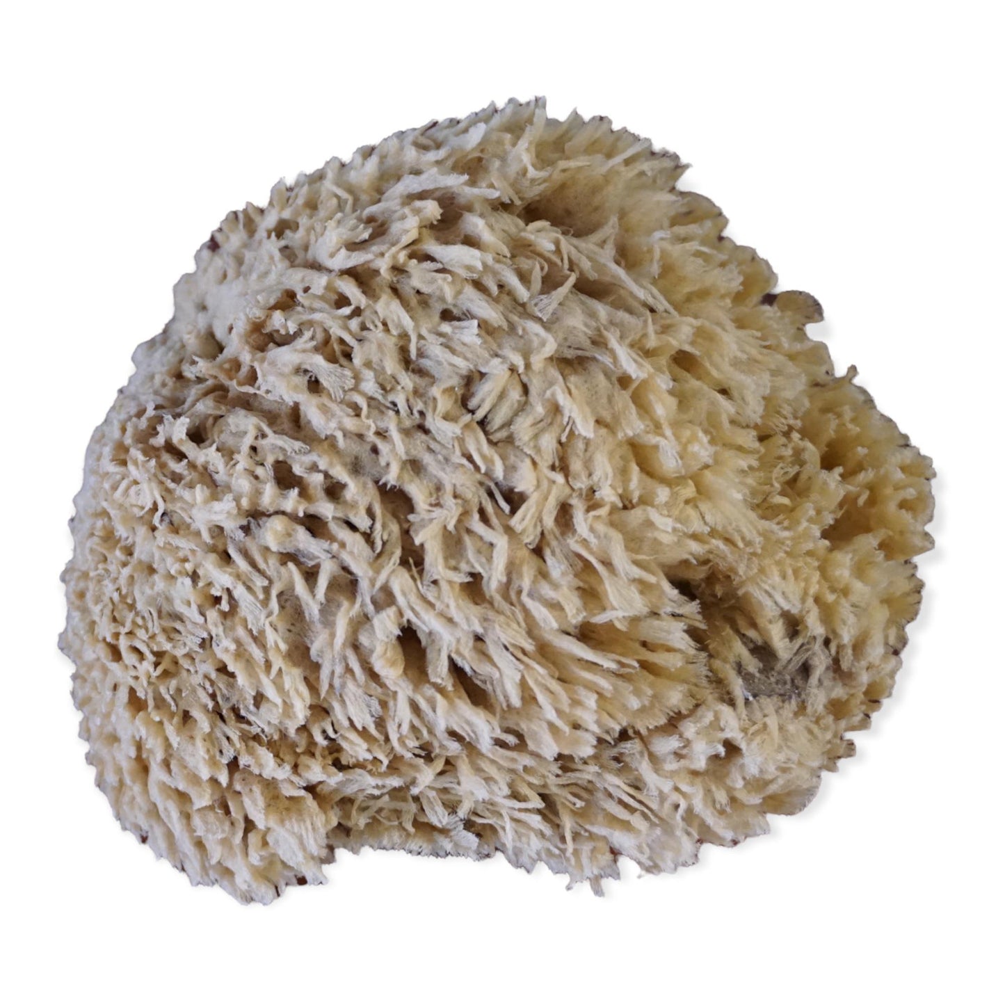 Natural Sea Sponges